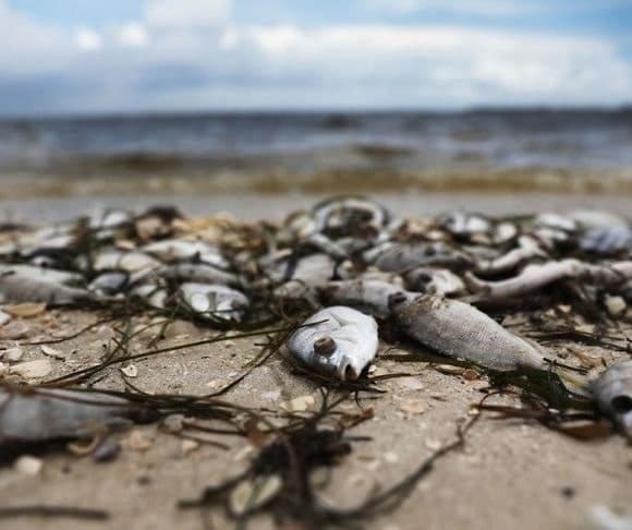 Red Tide Rolls into Florida’s Gulf Coast