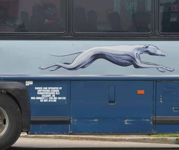 Greyhound To DHS – No More Searches – LNTV – WATCH NOW!