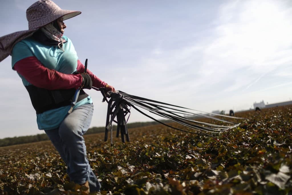 AI Agriculture Boosts Soil, Crops, and Human Health