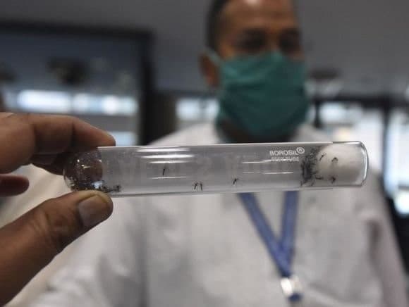 Fighting Malaria With Genetically Modified Mosquitoes