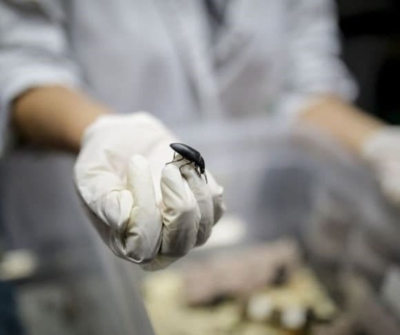 Crushed Cricket Additives in EU Foods Drifting Across the Pond?