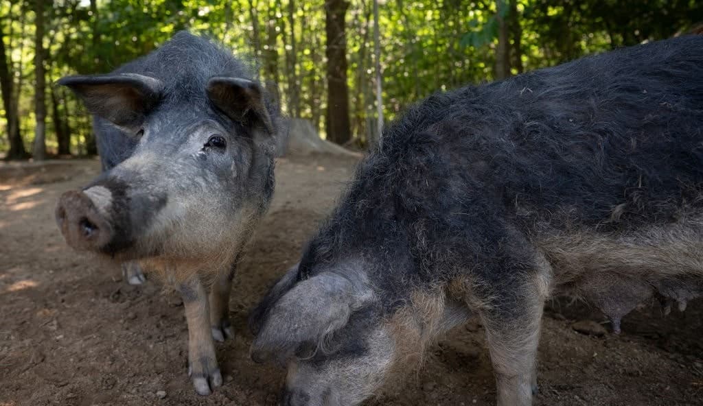 Super-pigs at the Border