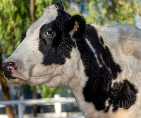 Stop Climate Change: Mask Up Your Cows