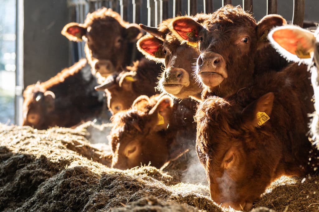 The Uprising Podcast: Beef or Bugs?
