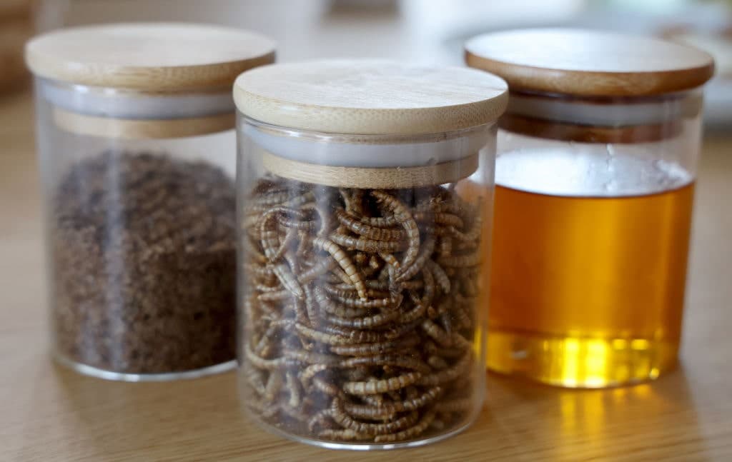 Tyson Joins Protix: Welcome to Bug Nation