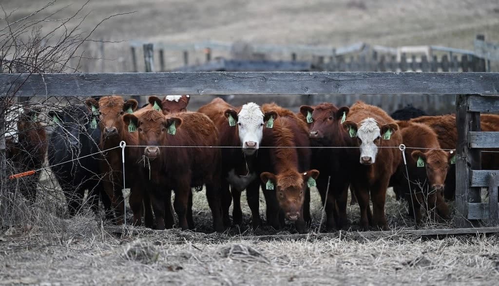 A Tale of Two Billionaire Farmers