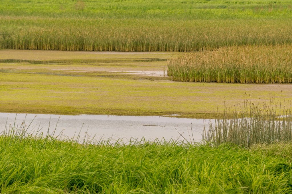 USDA and EPA Back Cattle Ranch Against Washington State