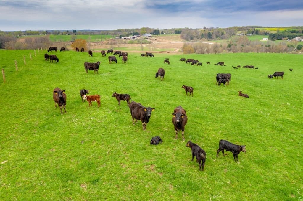 Cows on Trial in New York