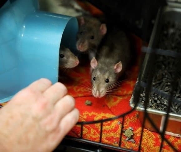 TRUTH TV: Episode 18: DEM Snarks, Rats and Bye, Bye Betty Crocker