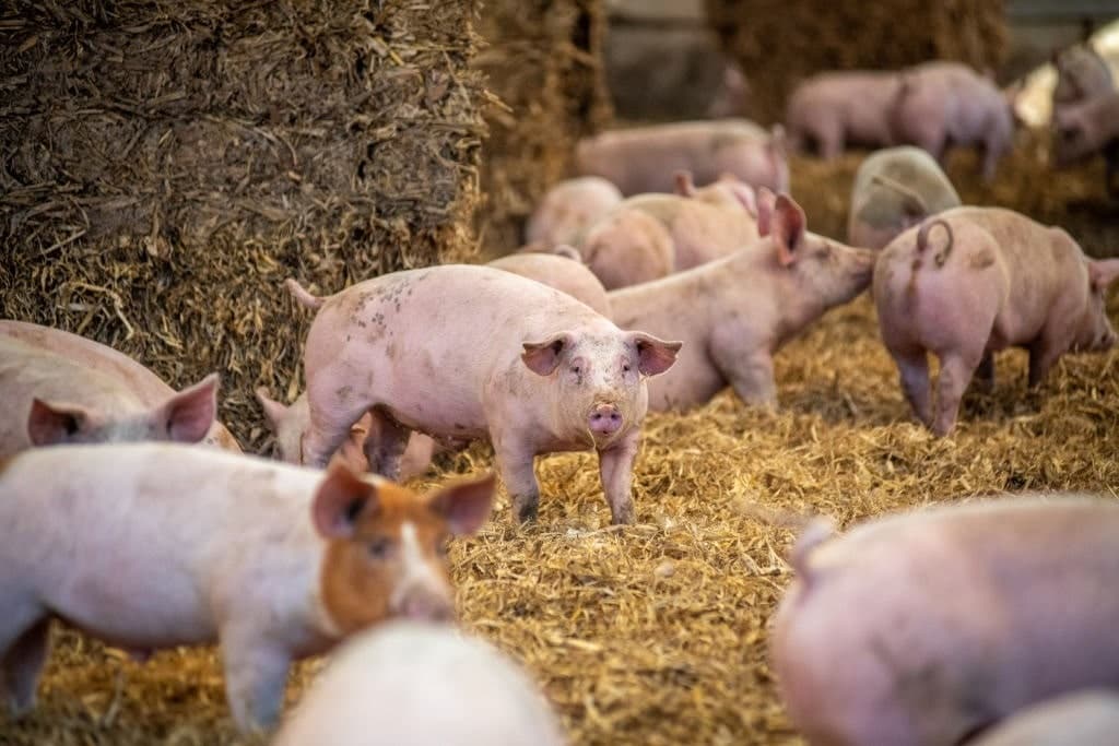 Imposing California’s Porky Policies Across America?