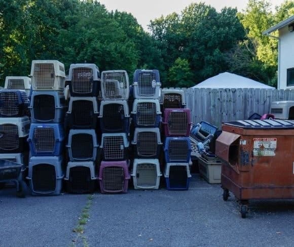 Who Let the Envigo Dogs Out? The Feds