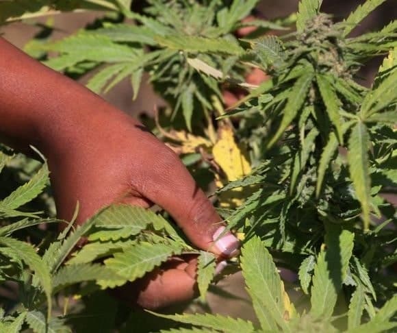 LNTV: Illinois Lets Gun Owners In On New Marijuana Rules – WATCH NOW!