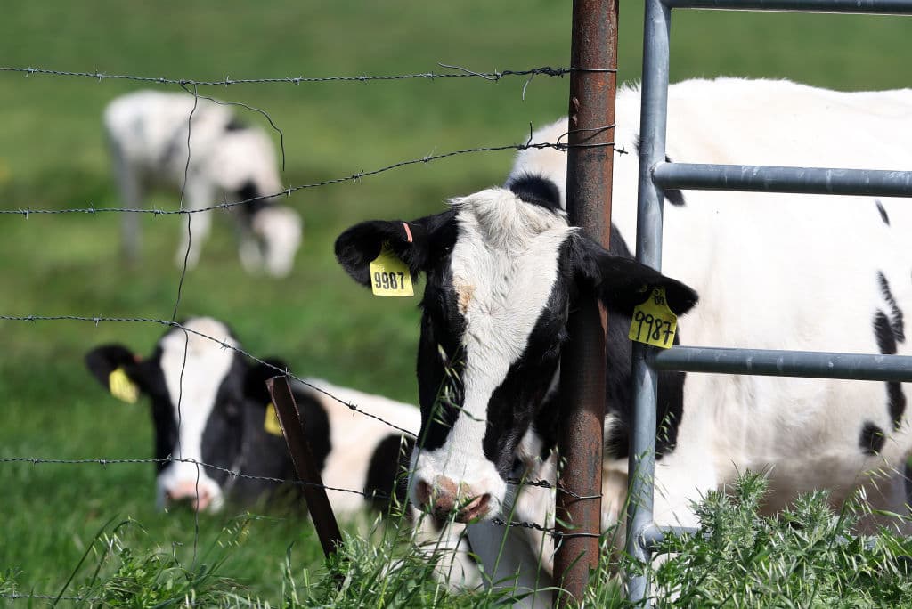 Bird Flu Infects Dairy Cows and Laying Hens
