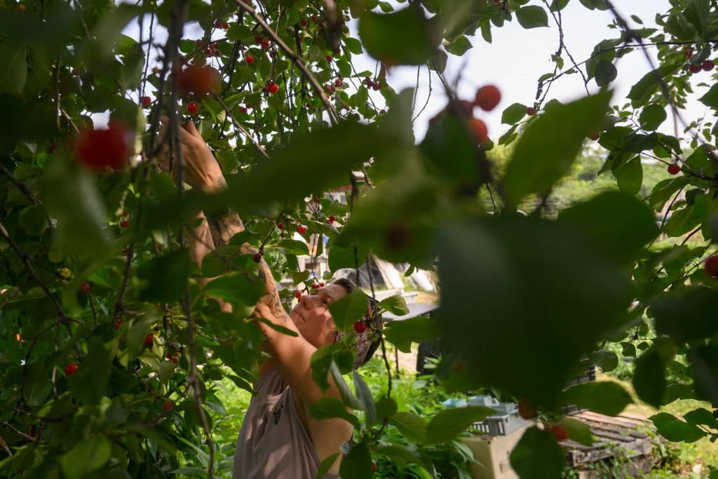 Can RFK’s MAHA Save the Pollinators?