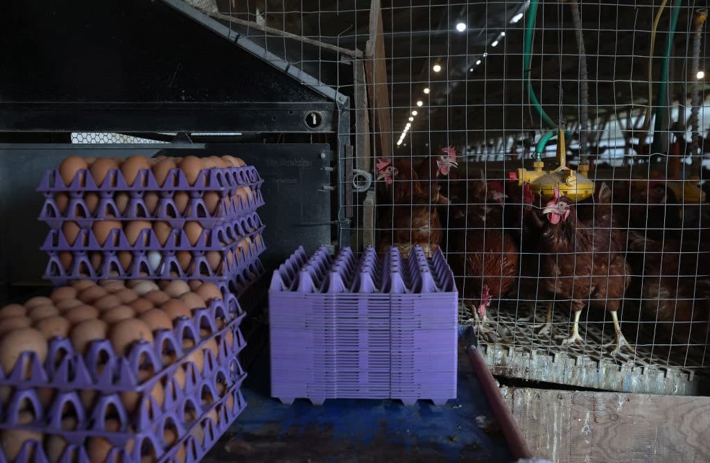 Animal Rights Activists Lay Groundwork for Soaring Egg Prices