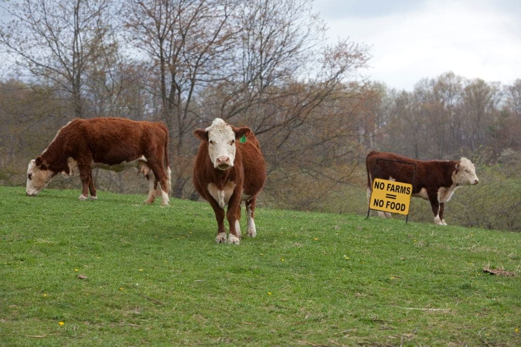 US Farms and Cattle in Decline