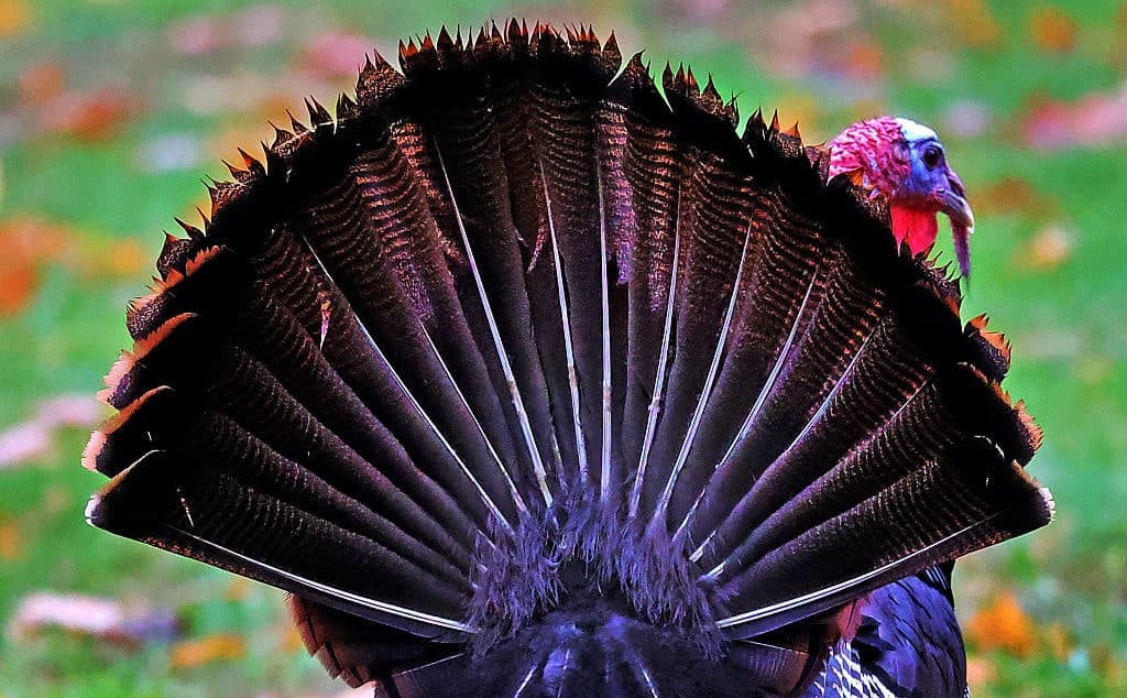 Thanksgiving Myths Debunked