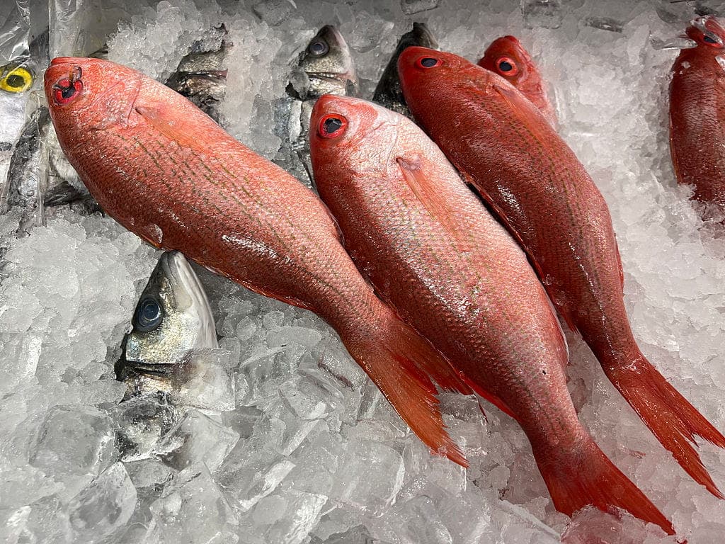Red Snapper Used as Cudgel by Fed Judge