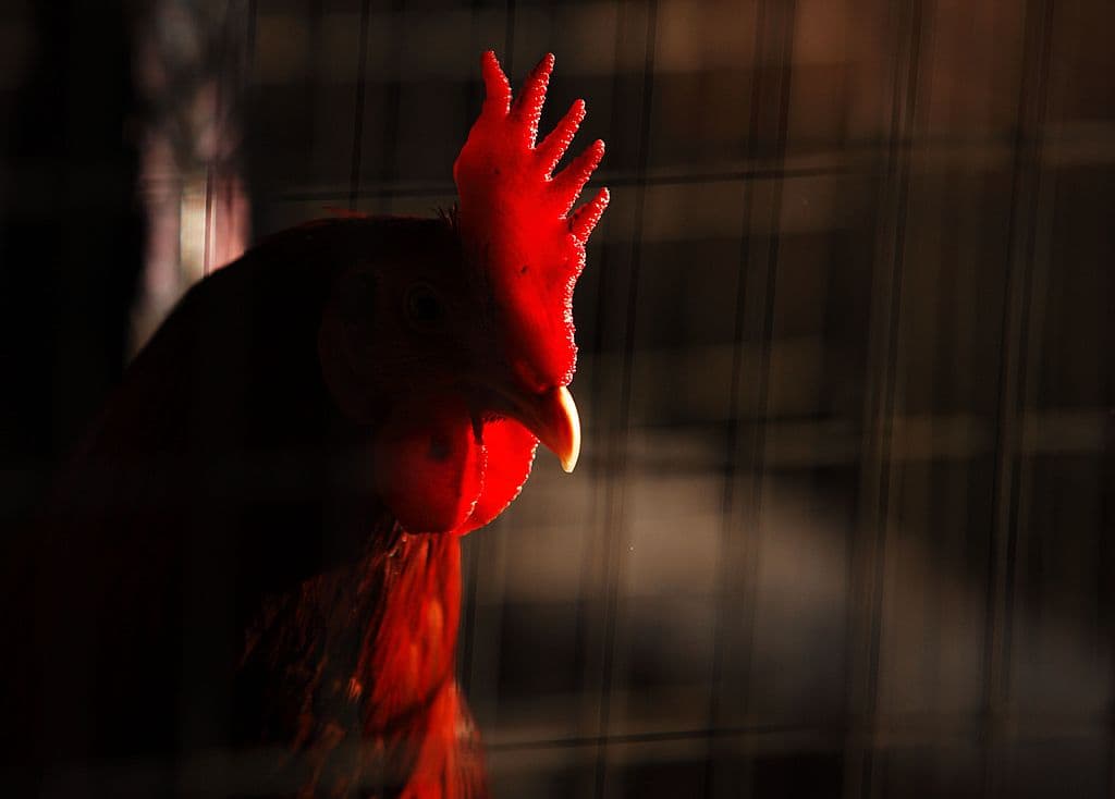 The Uprising Podcast: Supreme Cockfight