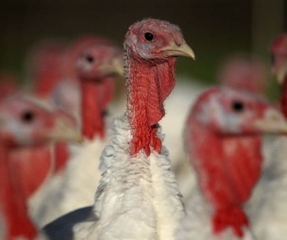 Liberty Nation Presents: The Turkey Awards