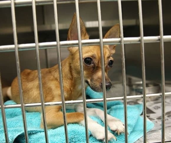 No Adopted Pets for Second Amendment Supporters?