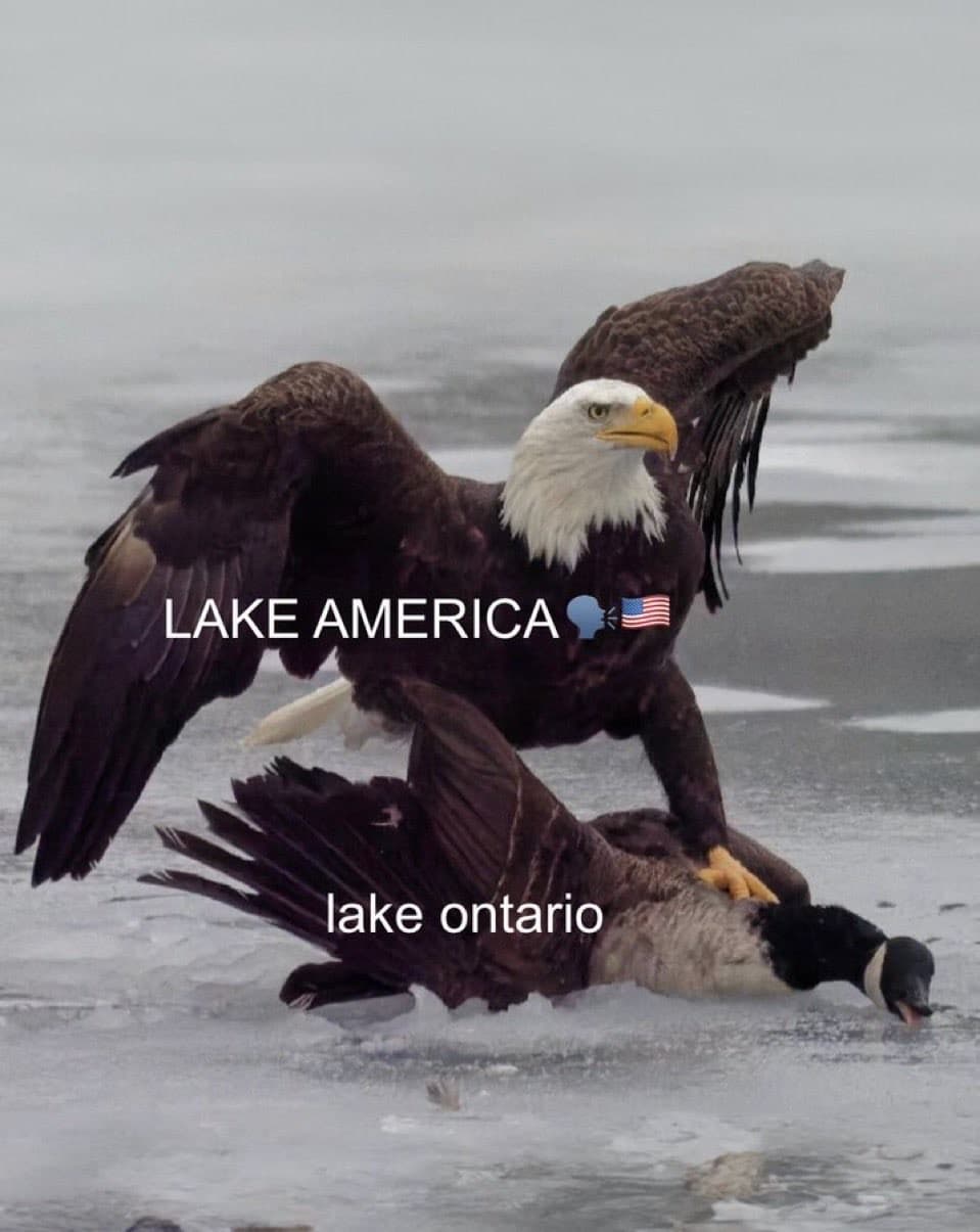 Daily Political Memes