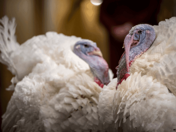 No Turkey For You This Thanksgiving – Swamponomics