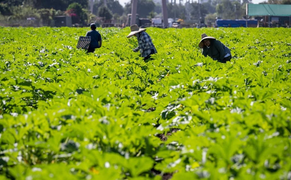 The Dark Side of Illegal Aliens as Farm Labor