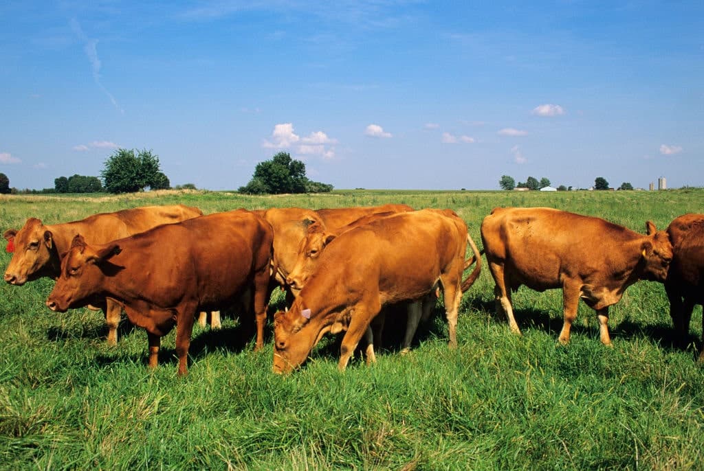 Record High Beef Prices and a Dwindling Cattle Supply