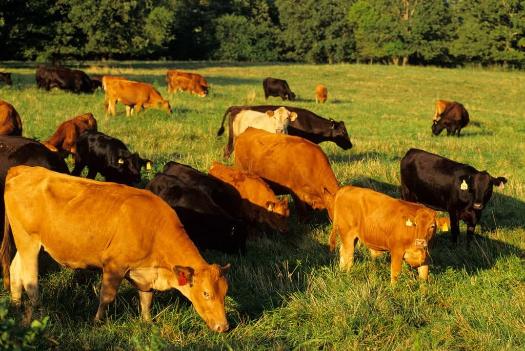 Ultimatum to Mexico to Quash New World Screwworms in Cows