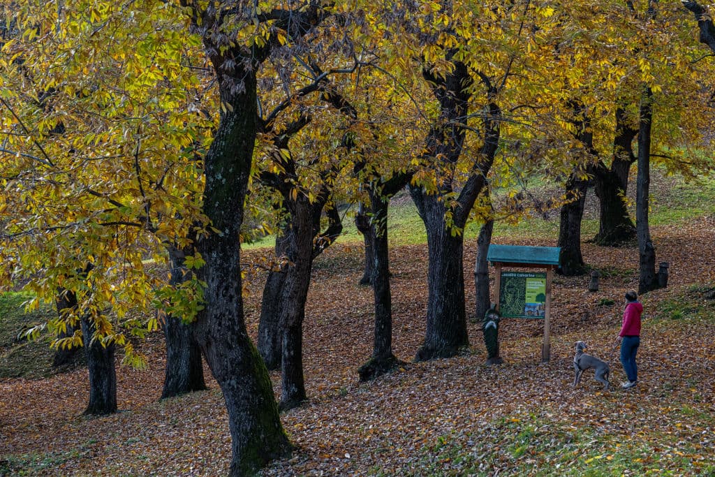 Genetically Engineered Trees, Coming Soon to a Grove Near You