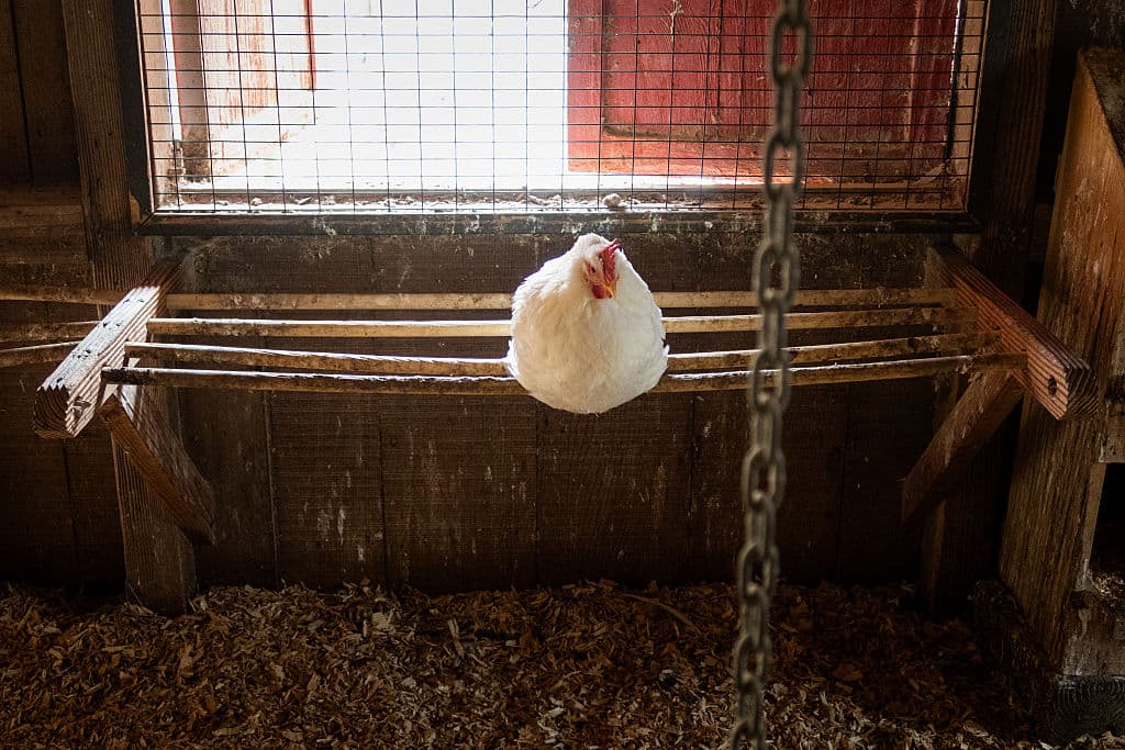 Trump Cuts Moderna Funding for Bird Flu