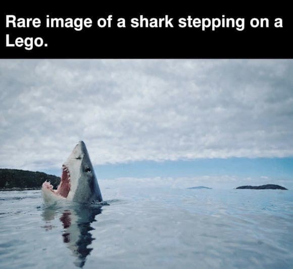 shark meme
