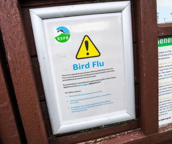 Will China Be Exporting Bird Flu Next?