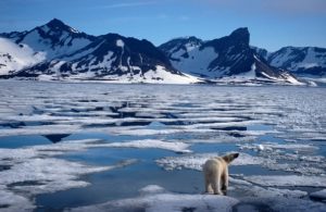 polar bear at the North Pole