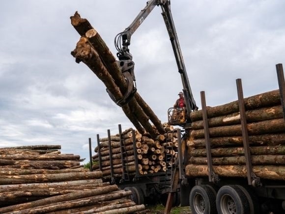 Swamponomics: Cathie Wood Falls, Lumber Prices Soar