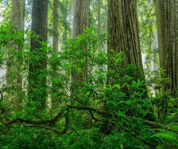 Redwood - Fragile Traditions Protected by Brittle Wisdom