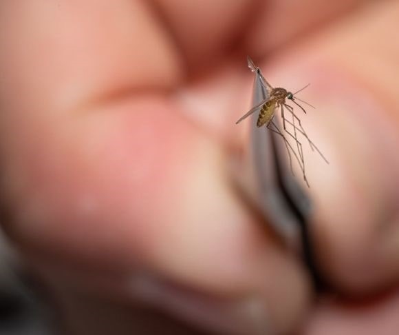 Fatal Attraction: Why Mosquitos Like Some People More Than Others