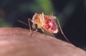 GettyImages-509399346 mosquito