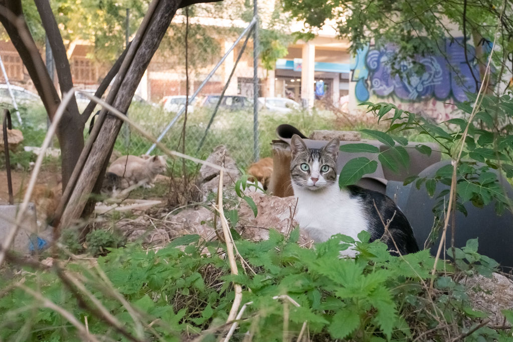 Daily Life In Athens - cat park