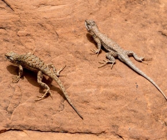Leapin’ Lizards! Colorado Reptilian Ladies Seek Psychological Help