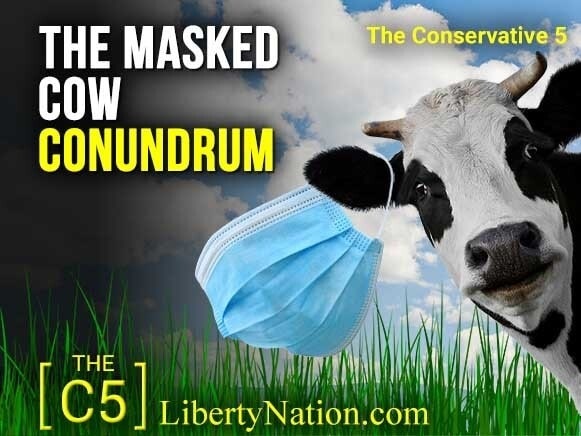 The Masked Cow Conundrum – C5 TV