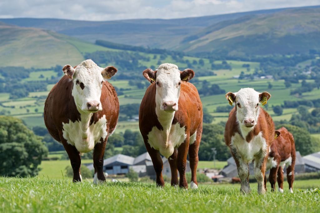 GettyImages-1097815444 - cows-min