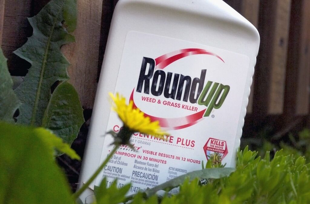 High Stakes Dispute Over Roundup Weed Killer