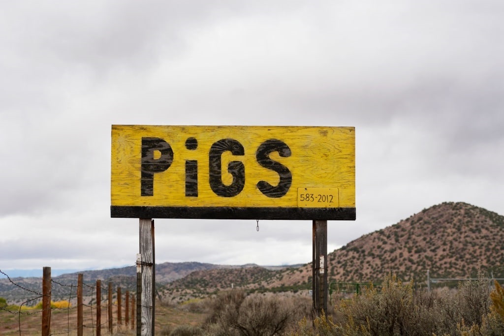 GettyImages-1069700464 pigs