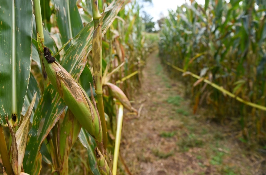 The Corn Ethanol and Water Pollution Boondoggle