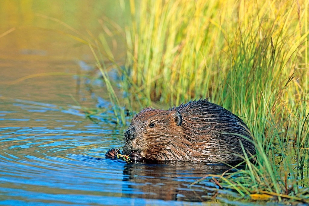 Latest Climate Conundrum: Bad Beavers or Good?