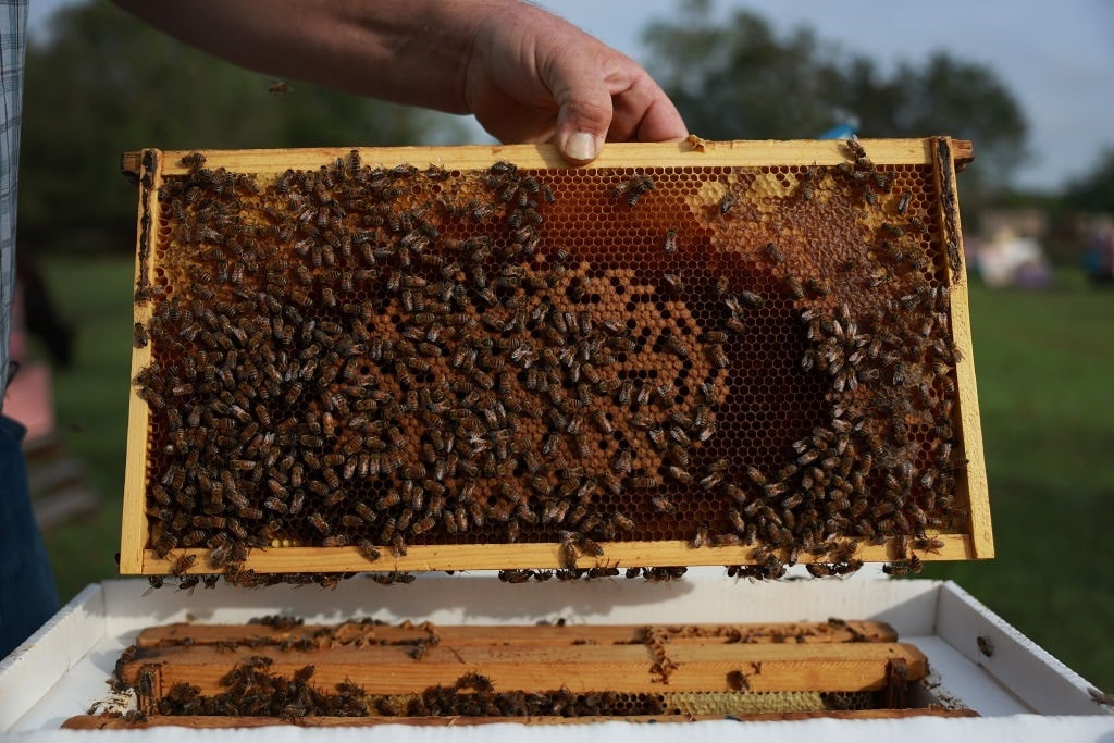 GettyImages-1449486634 bees