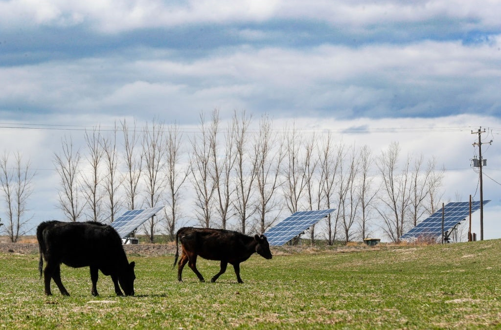 Solar Panels Peddled as Farm-Friendly?