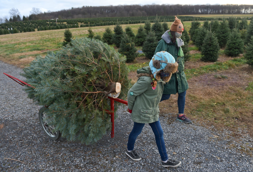The AI Data Center Is Stealing Christmas Trees